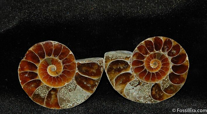 Small Inch Desmoceras Ammonite Pair #411